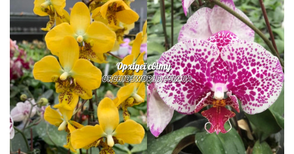 Орхiдея Phal. Stuartiana Yellow x Mei Dar Prince King - купити